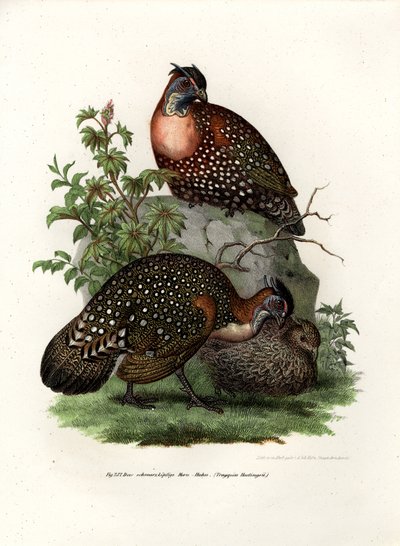 Westlicher Tragopan, 1864 von German School